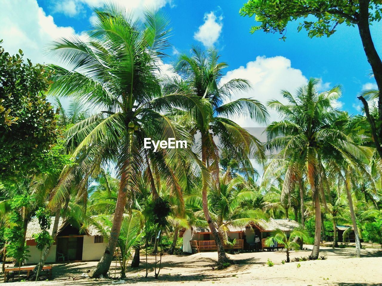 PALM TREES AT BEACH