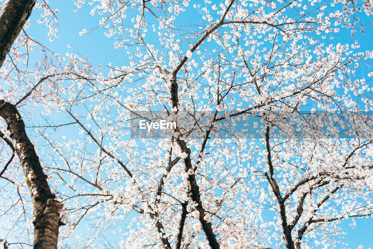 LOW ANGLE VIEW OF CHERRY BLOSSOMS AGAINST SKY