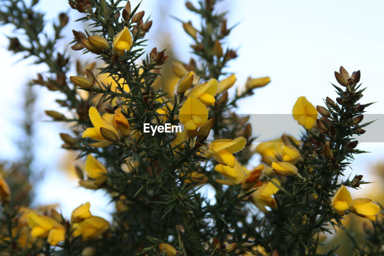 Yellow gorse flowers blooming outdoors