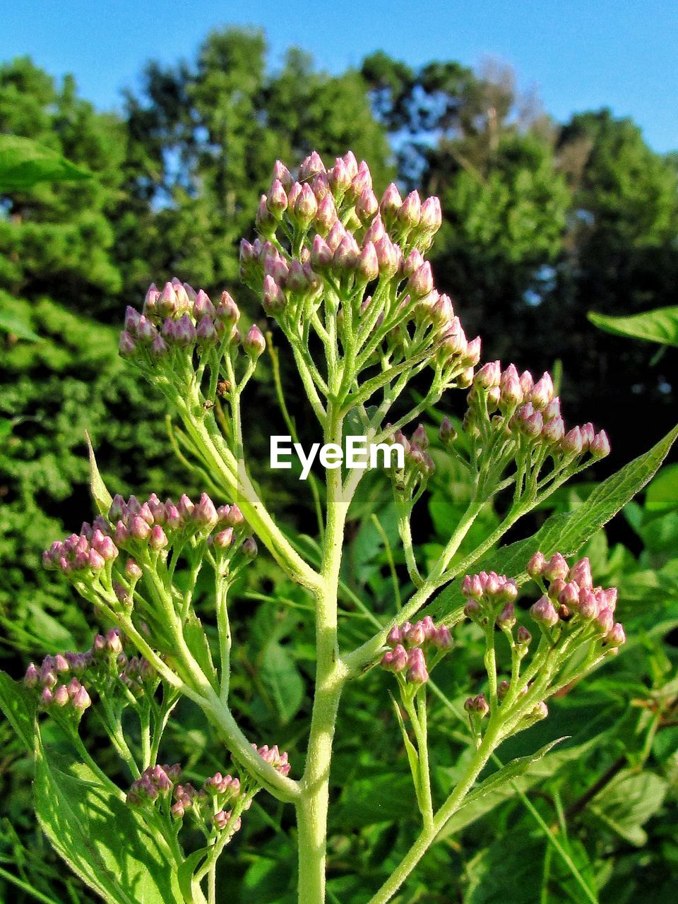 CLOSE-UP OF FLOWERING PLANTS ON LAND