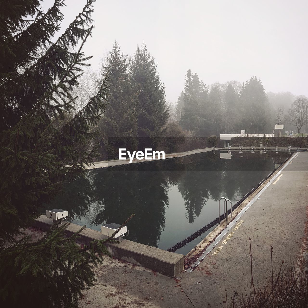 Trees by swimming pool during foggy weather