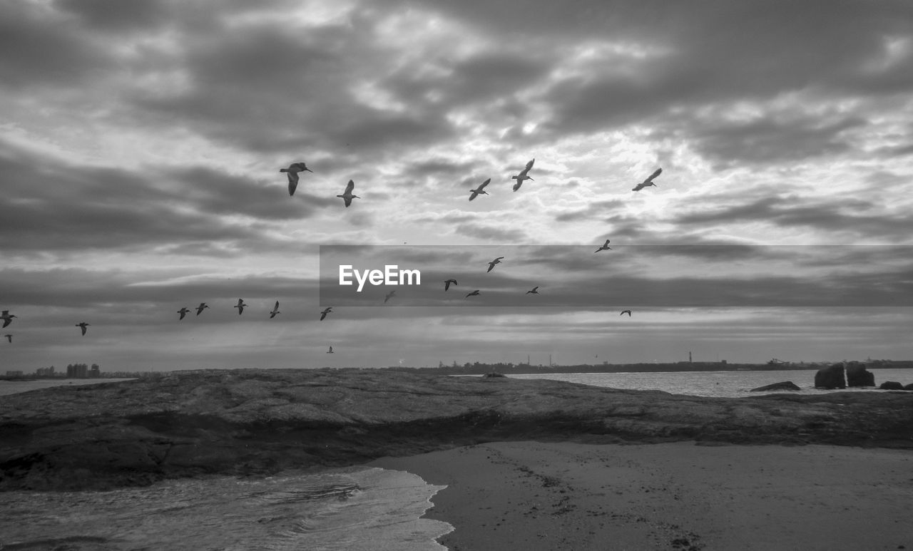 VIEW OF BIRDS FLYING OVER SEA