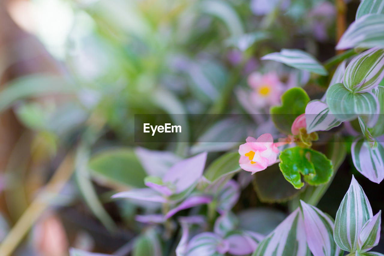plant, flower, flowering plant, beauty in nature, nature, freshness, plant part, leaf, growth, close-up, pink, no people, fragility, blossom, outdoors, springtime, selective focus, green, botany, petal, summer, flower head, multi colored, day, food and drink, environment, garden, food, gardening
