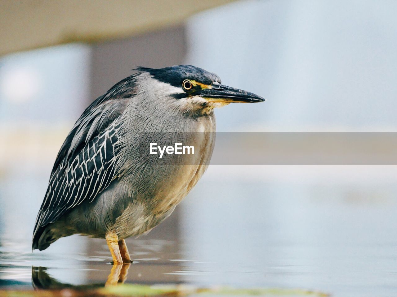 Side view of gray heron in pond
