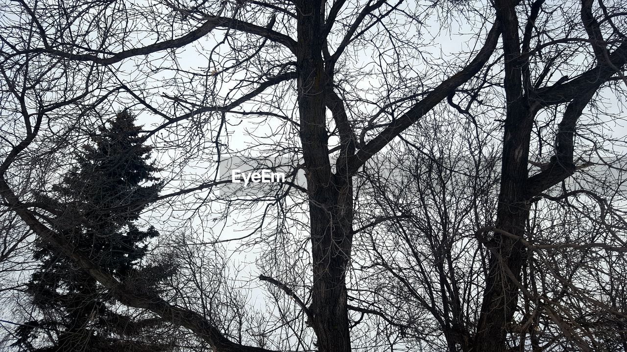 LOW ANGLE VIEW OF TREE AGAINST SKY