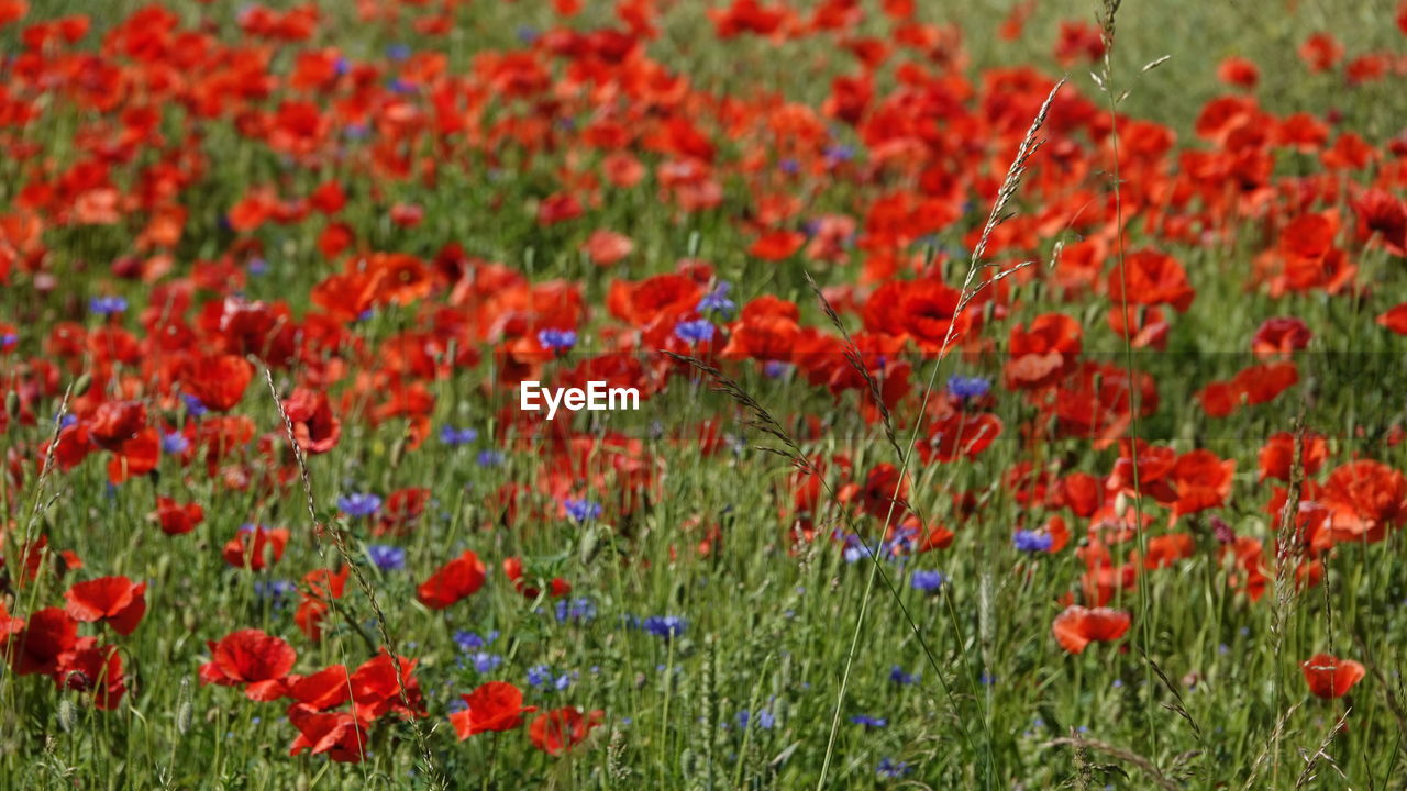 plant, flower, flowering plant, field, red, growth, beauty in nature, freshness, grassland, land, meadow, poppy, nature, prairie, fragility, natural environment, grass, wildflower, no people, petal, close-up, day, inflorescence, flower head, green, landscape, backgrounds, tranquility, outdoors, full frame, environment, flowerbed, abundance, selective focus, lawn, focus on foreground, plain, rural scene, springtime, multi colored