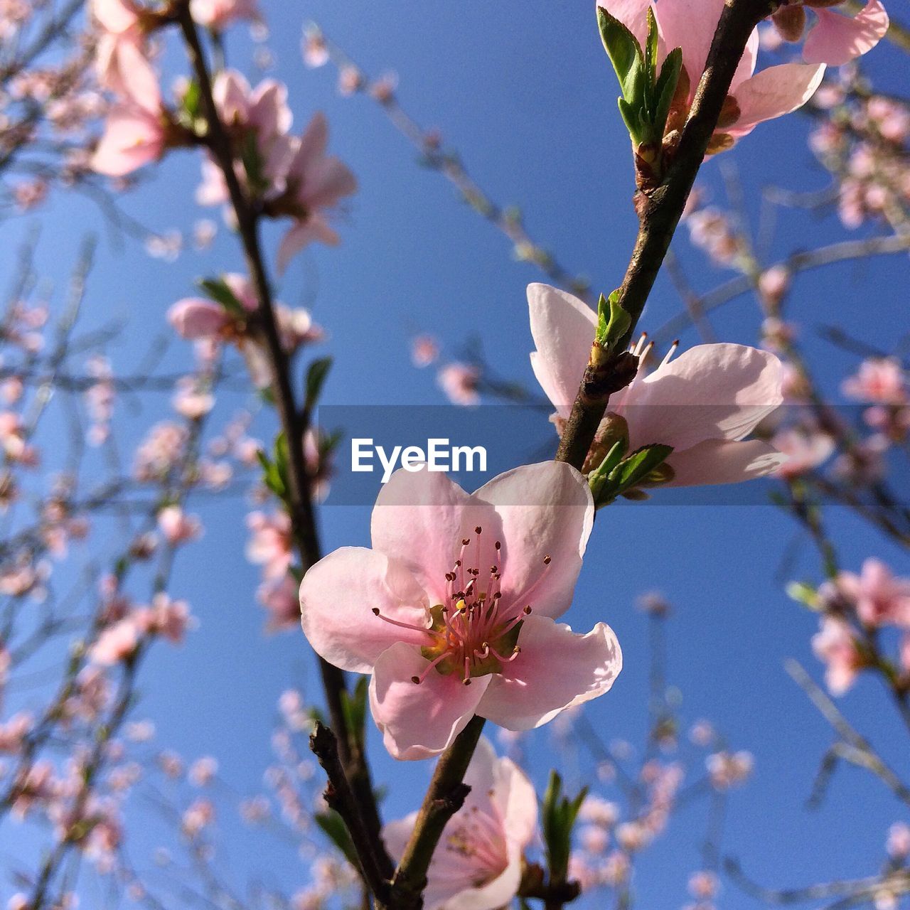 CLOSE-UP OF CHERRY BLOSSOM