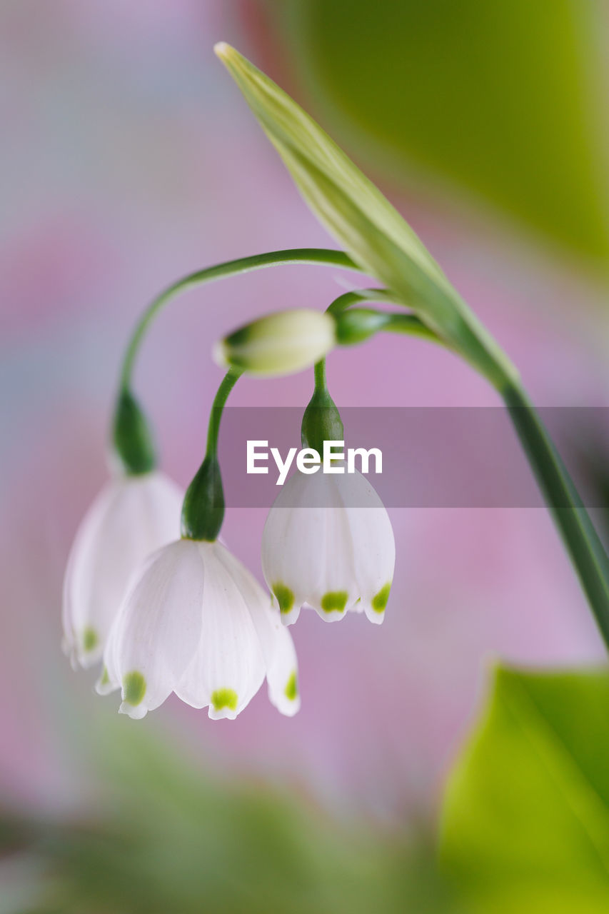Beautiful white spring flowers closeup with blurred backround