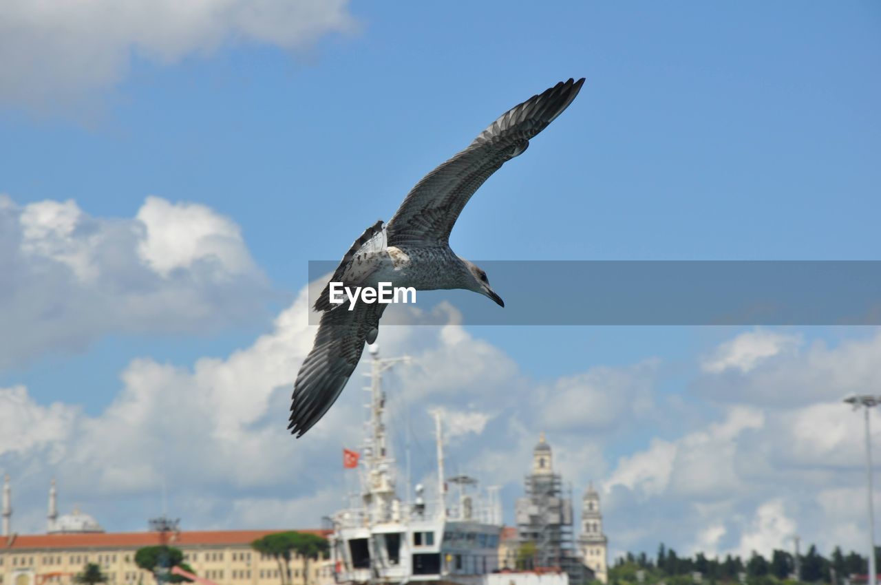 flying, sky, animal themes, animal, bird, wildlife, cloud, animal wildlife, nature, spread wings, day, architecture, transportation, mid-air, water, ship, vehicle, no people, outdoors, animal body part, built structure, building exterior, one animal, motion, gull, mode of transportation