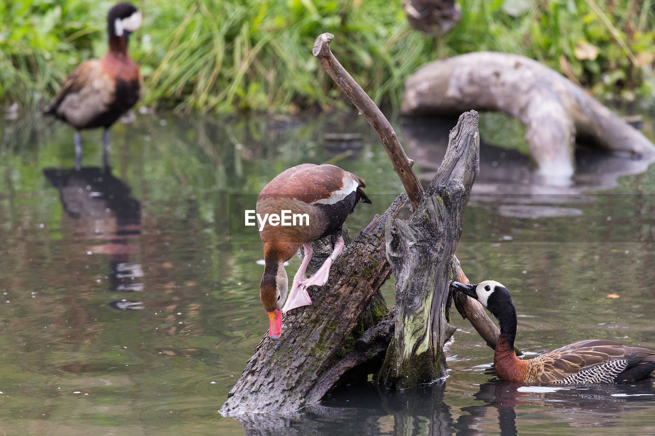 Birds swimming in lake