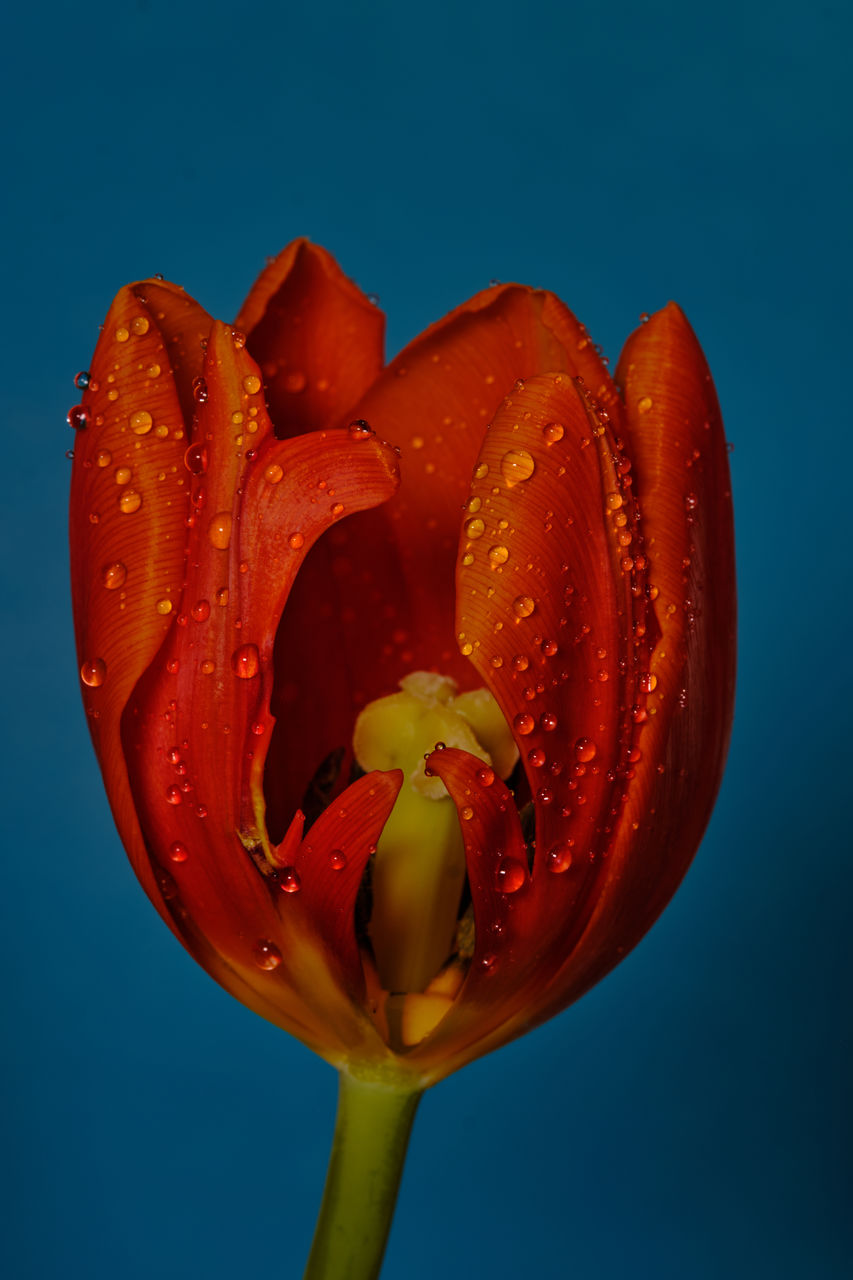 flower, red, macro photography, yellow, freshness, plant, studio shot, petal, close-up, colored background, water, drop, blue background, nature, no people, food, food and drink, beauty in nature, indoors, flowering plant, blue, plant stem, wet, fruit, fragility, leaf