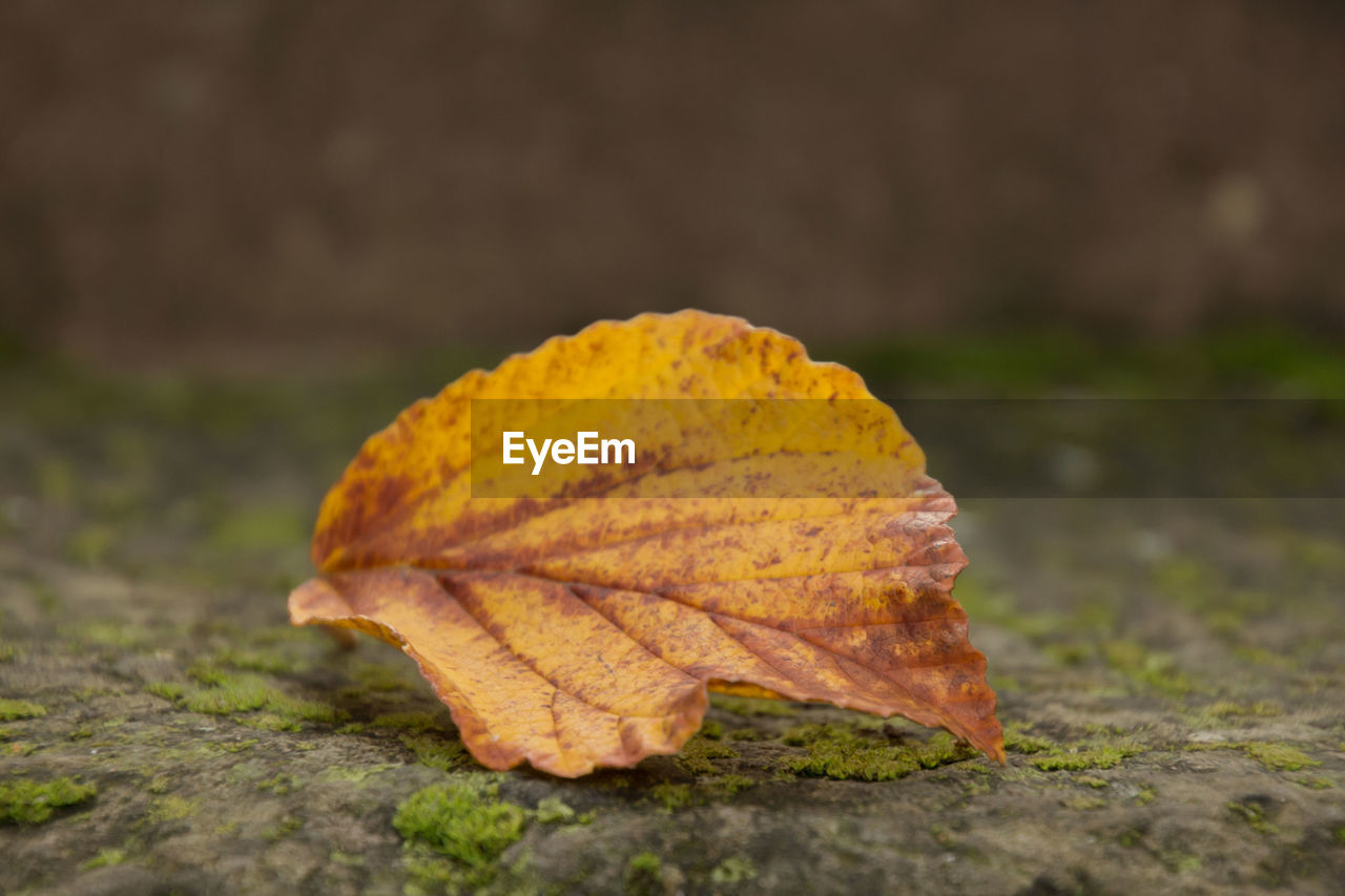 Close-up of dry autumn leaf