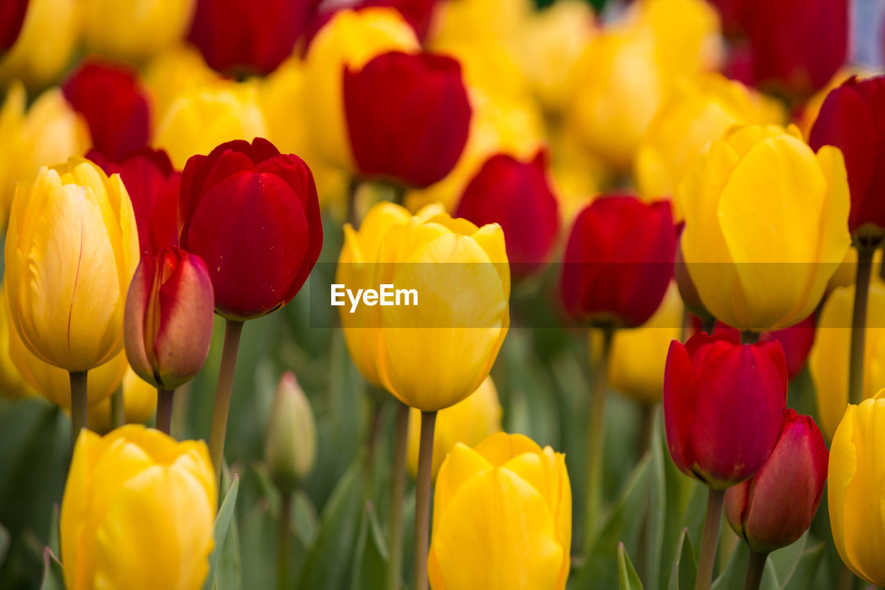 CLOSE-UP OF MULTI COLORED TULIPS IN BLOOM