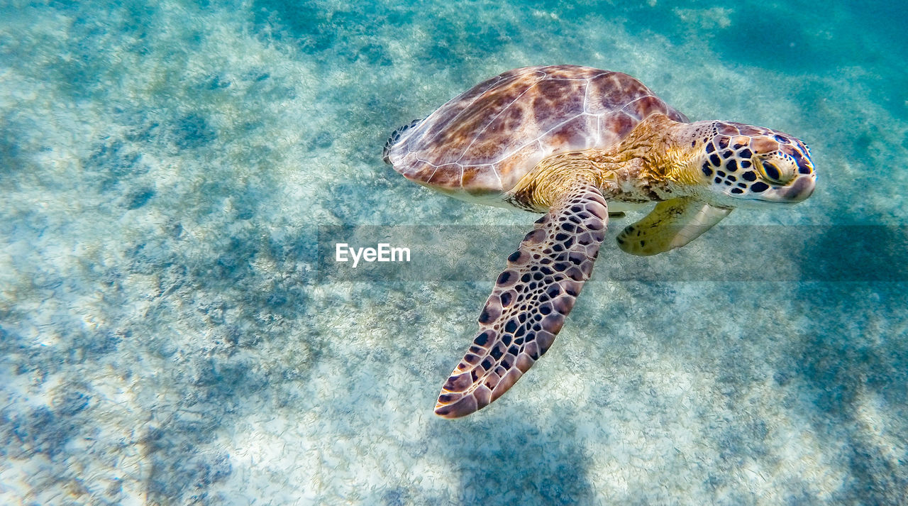 Green turtle swimming in sea