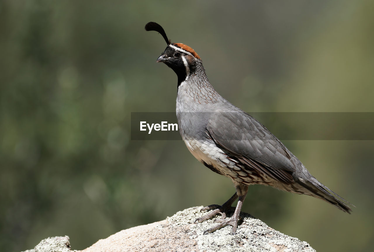 SIDE VIEW OF BIRD PERCHING ON ROCK