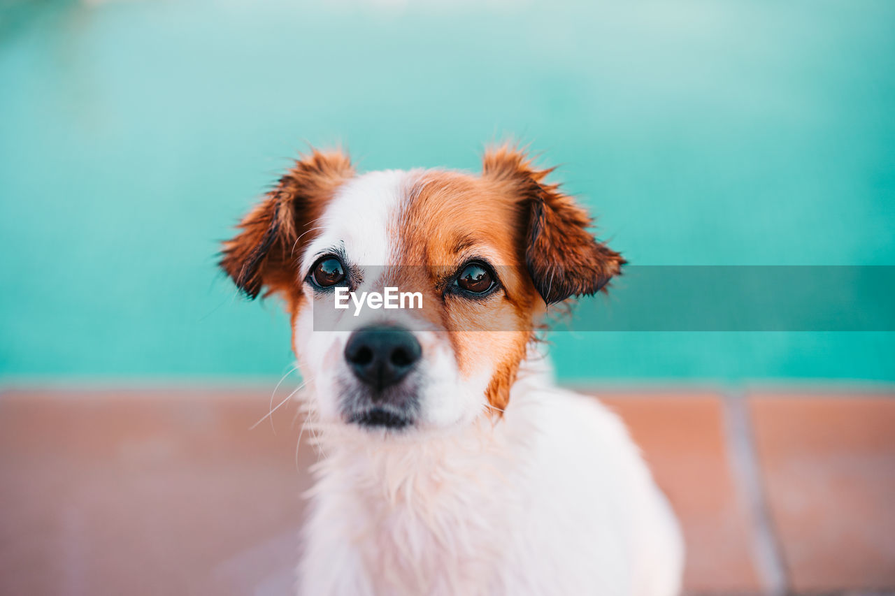 Portrait of cute jack russell dog smiling outdoors sitting by the pool, summer time