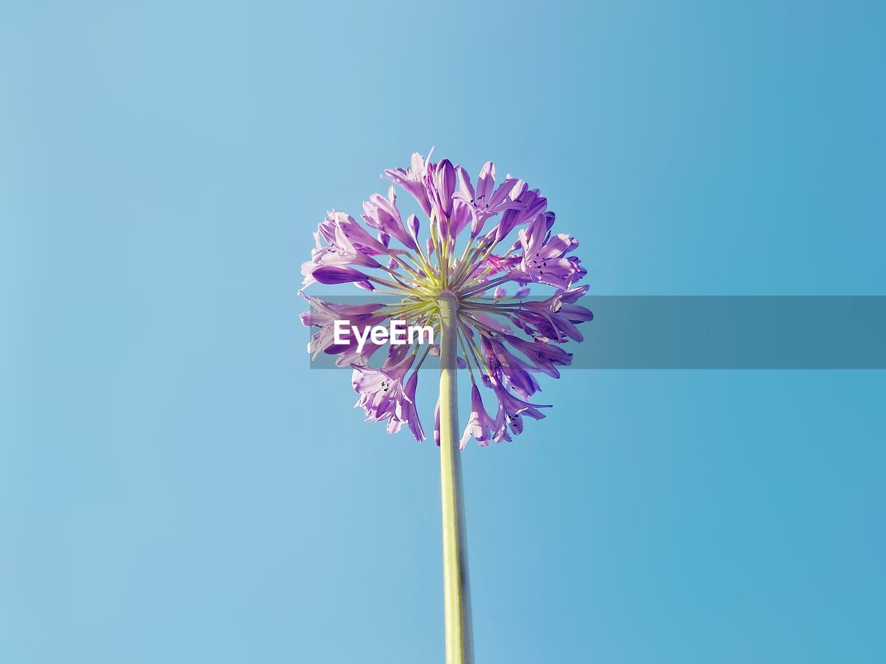flower, blue, flowering plant, freshness, plant, nature, sky, beauty in nature, fragility, purple, clear sky, flower head, copy space, inflorescence, no people, low angle view, close-up, colored background, outdoors, pink, growth, day, petal, violet, sunny