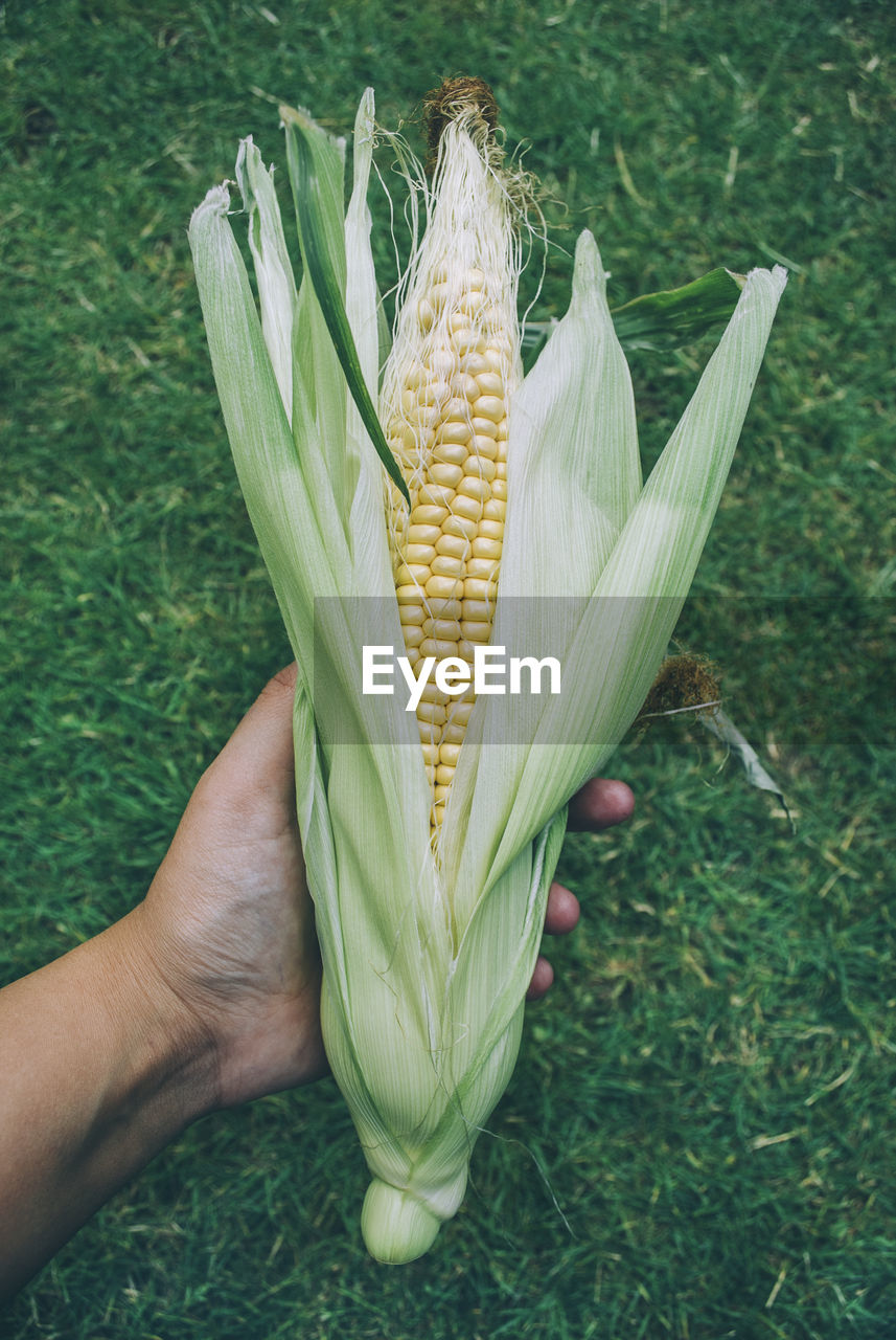 Cropped hand of person holding corn over field