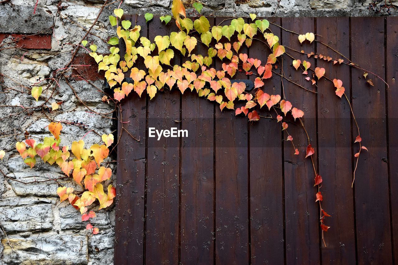 wood, leaf, plant part, autumn, day, no people, yellow, wall, nature, outdoors, tree, flower, wall - building feature, architecture, built structure, plant, leaves, close-up, dry, falling, orange color, door