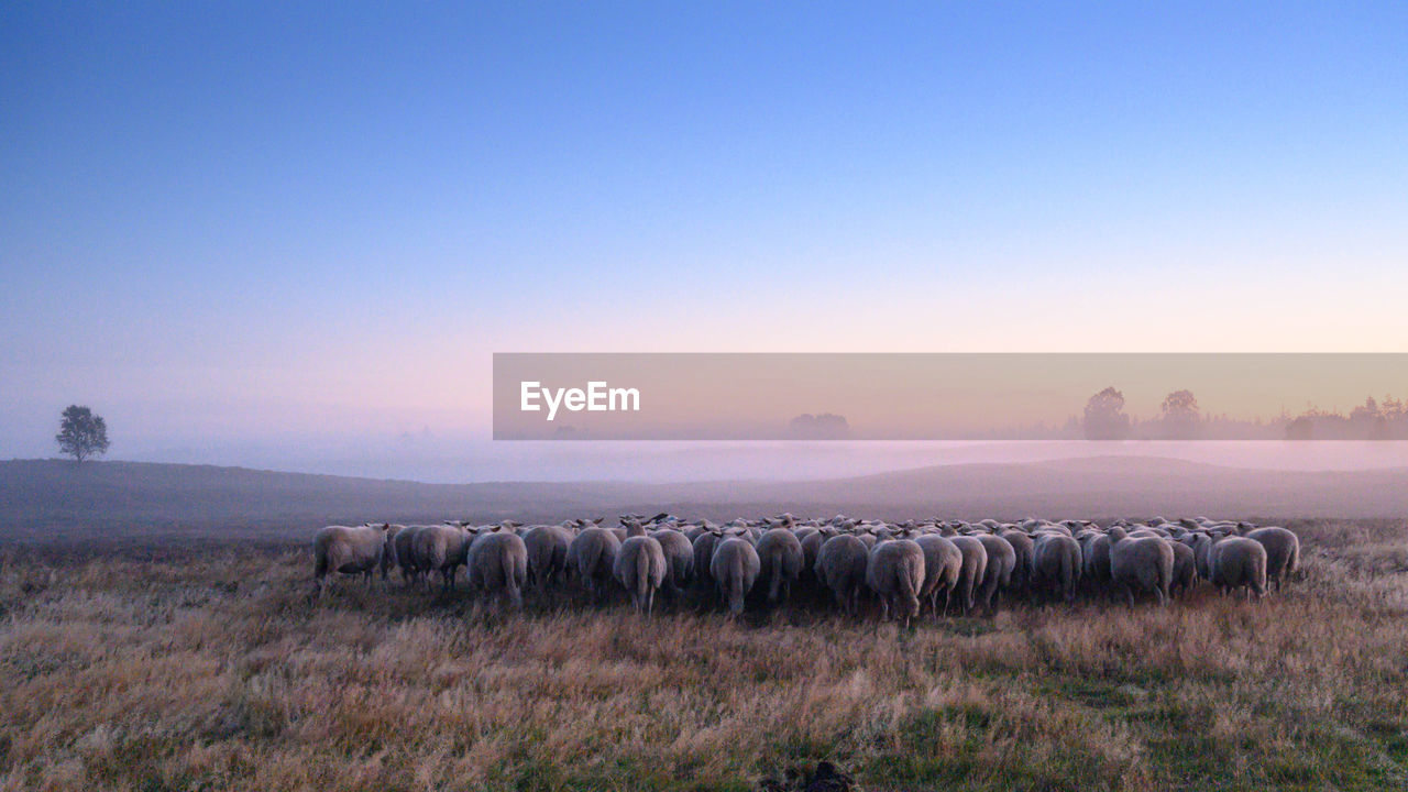 Scenic view of field against clear sky