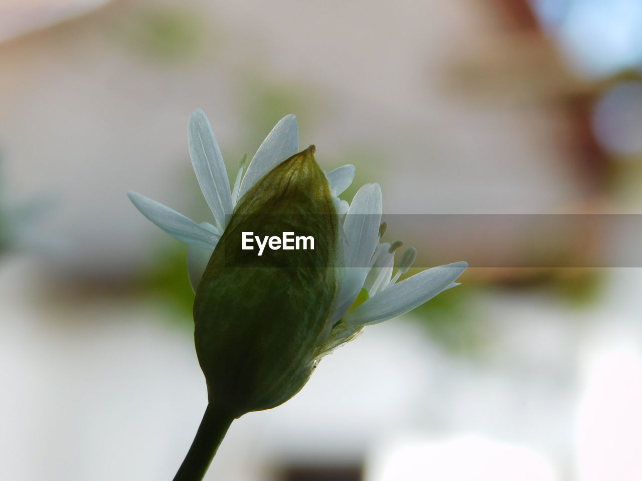 CLOSE-UP OF WHITE FLOWER BUD