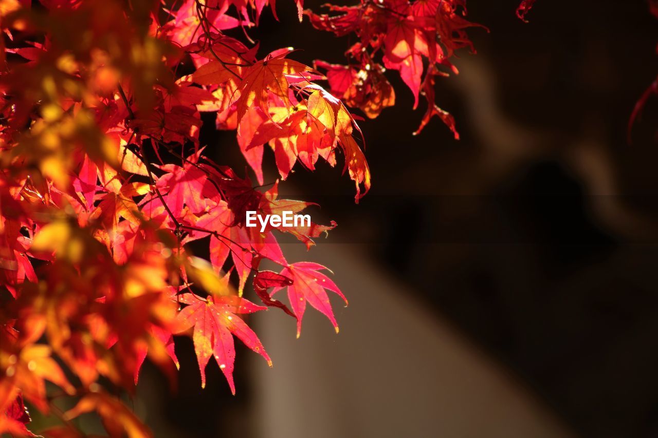 Close-up of maple leaves on tree