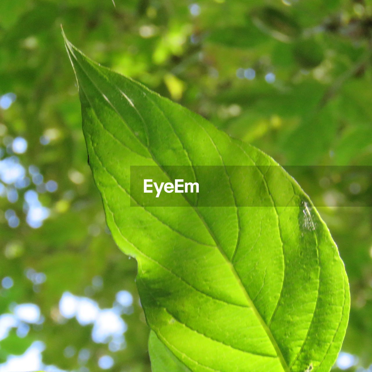 CLOSE-UP OF FRESH GREEN LEAVES