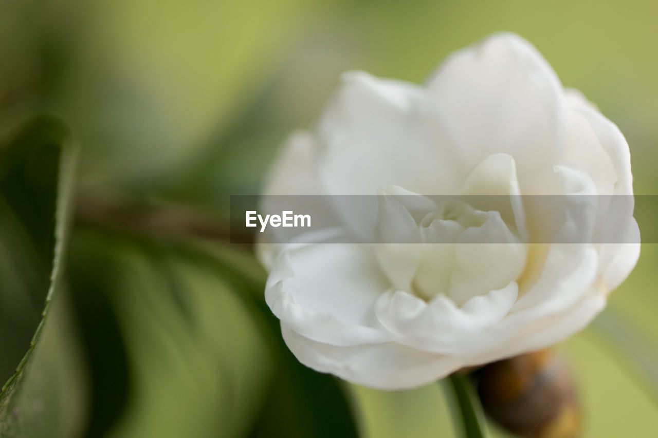 Close-up of white flowering plant