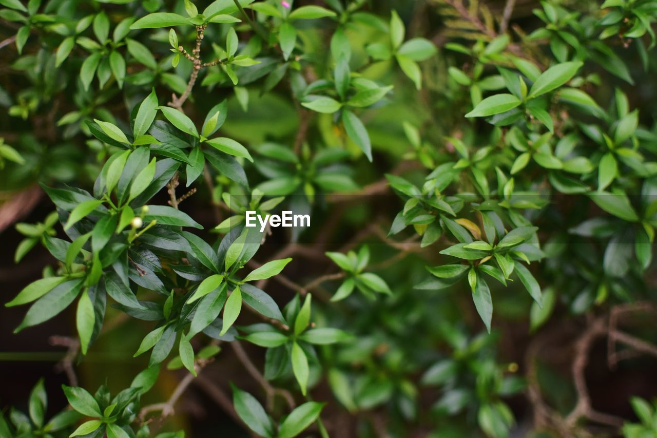 HIGH ANGLE VIEW OF PLANTS