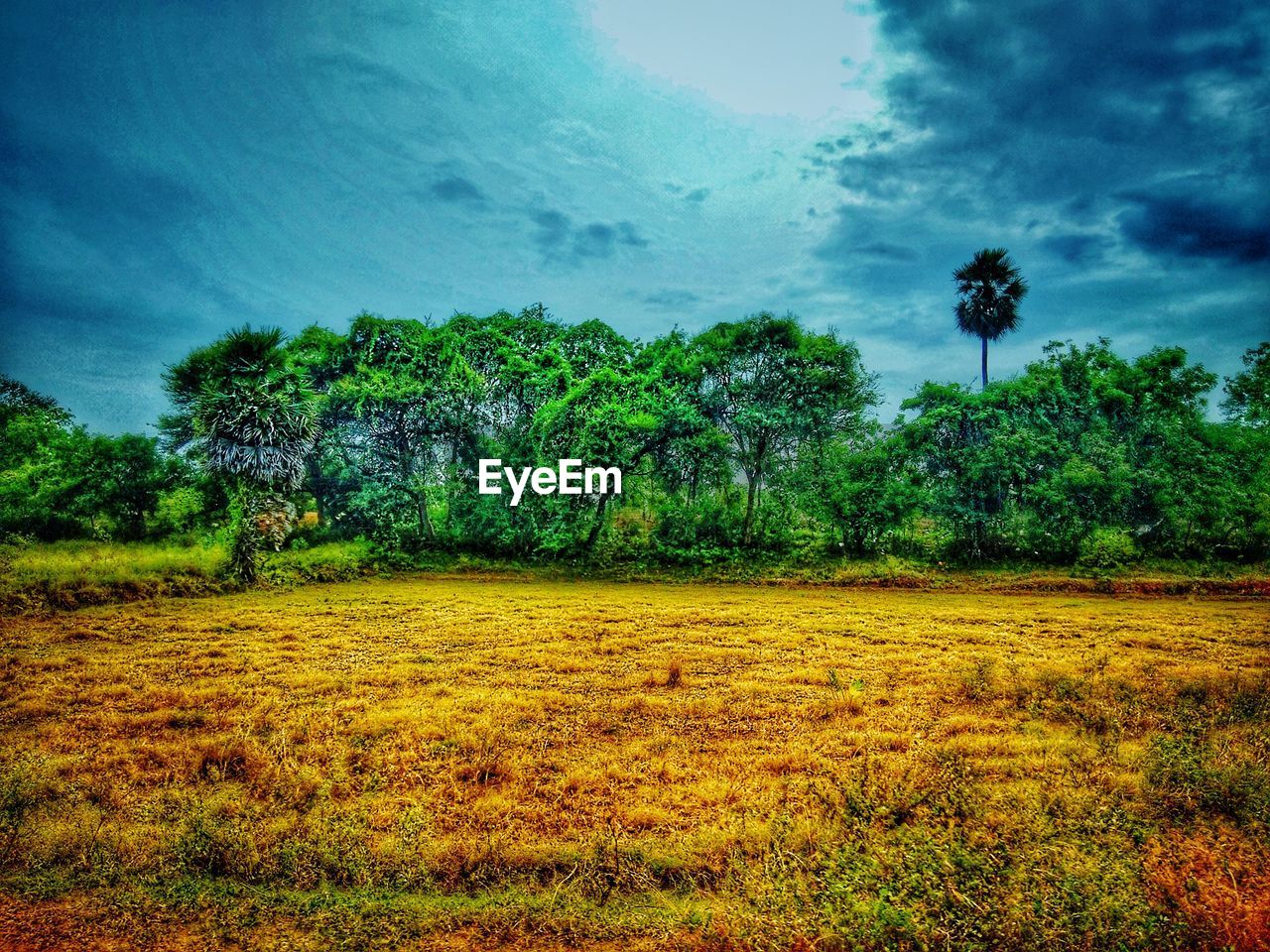 SCENIC VIEW OF TREES ON LAND AGAINST SKY