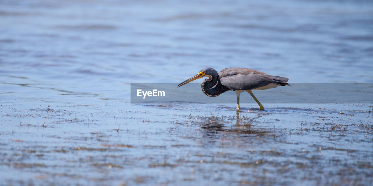 Little blue heron bird egretta caerulea hunts for frogs amid water fern salvinia minima 