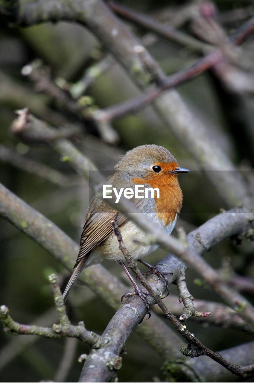 CLOSE-UP OF SPARROW PERCHING ON BRANCH