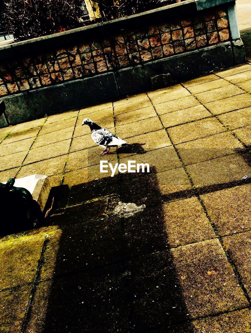 HIGH ANGLE VIEW OF BIRDS PERCHING ON GROUND