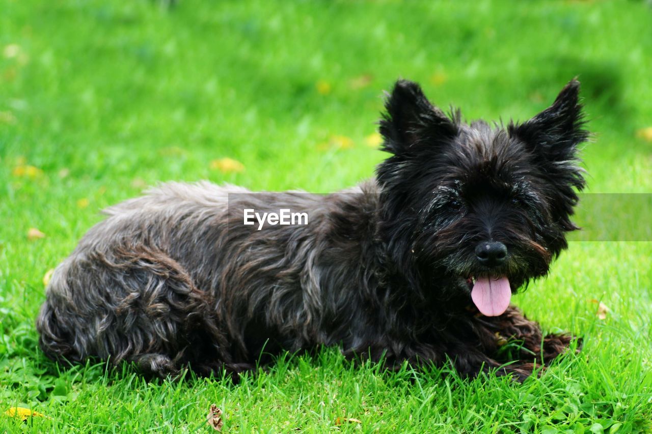 Portrait of dog relaxing on field