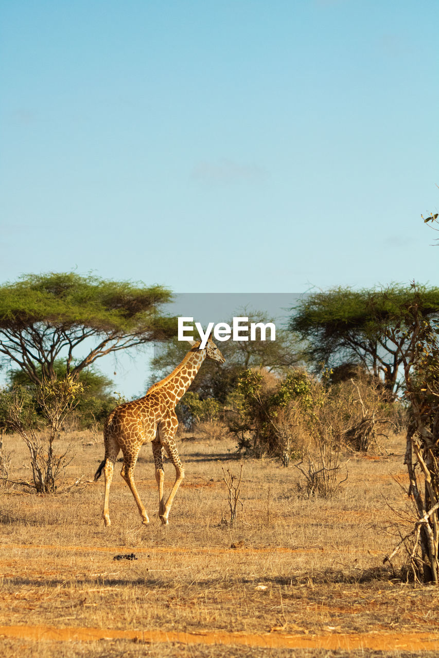 Giraffes on field against clear sky