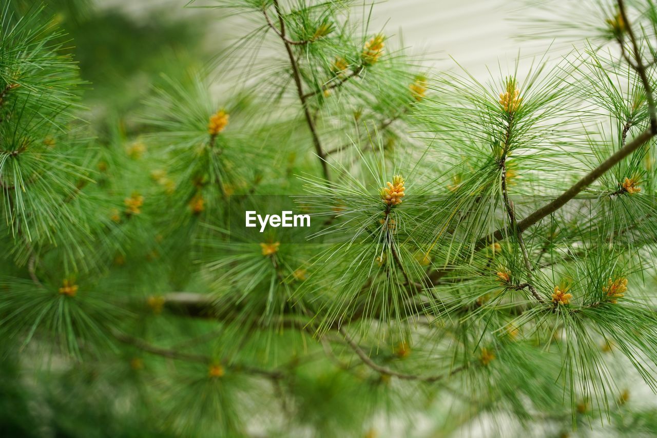 CLOSE-UP OF PINE TREE WITH PLANT