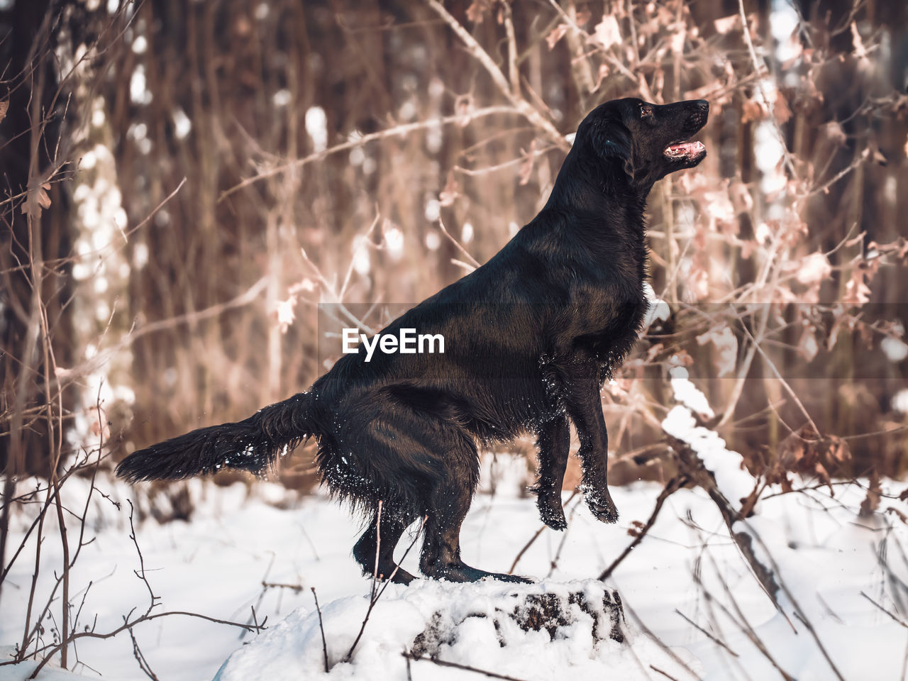 Black dog on snow covered land