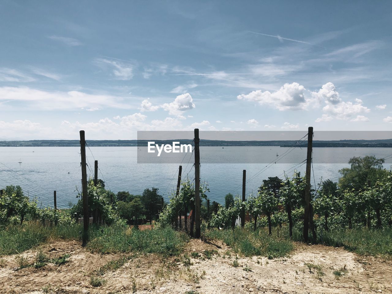 PANORAMIC SHOT OF TREES ON SEA AGAINST SKY