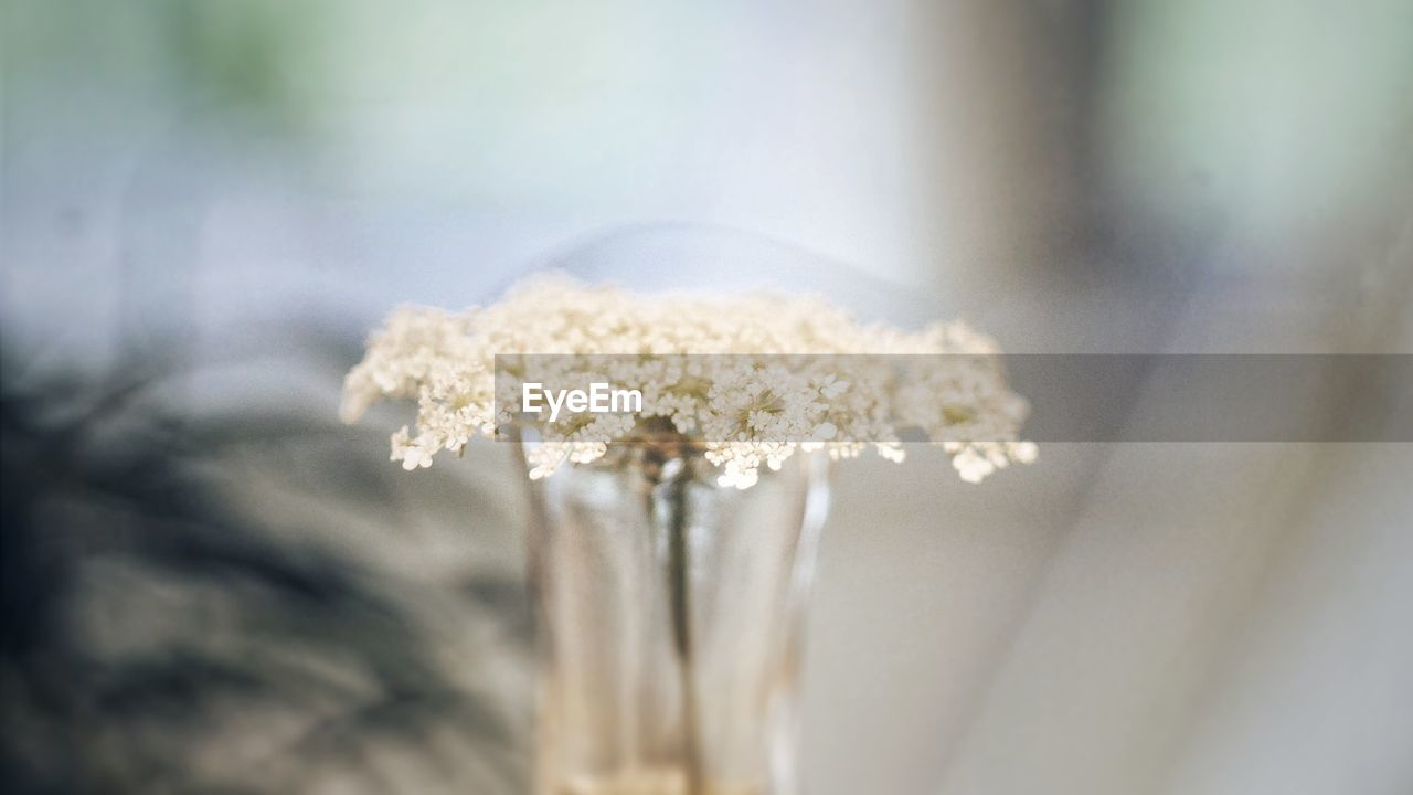 CLOSE-UP OF FLOWER PLANT