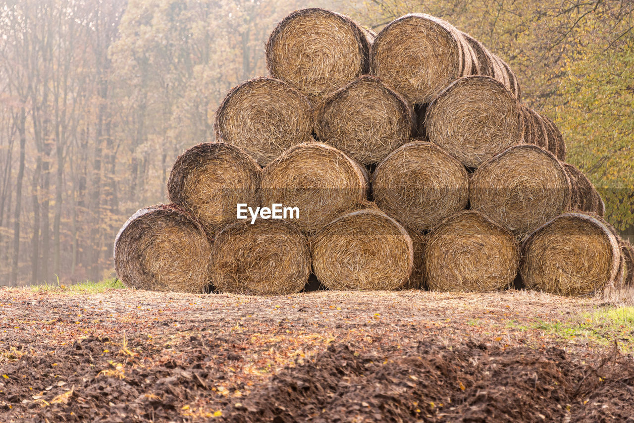 Stack of hay bales on field in forest