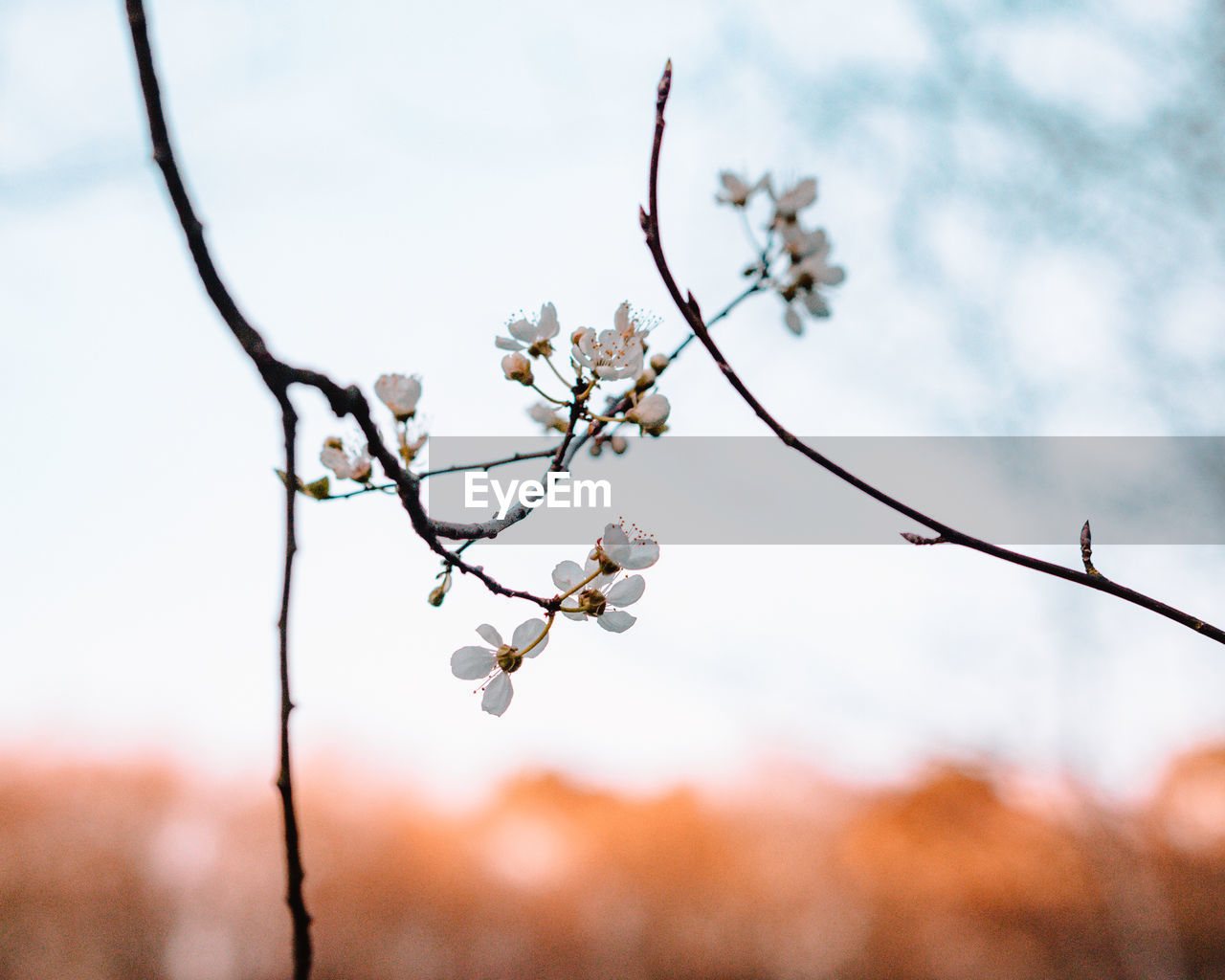 Low angle view of cherry blossoms in spring