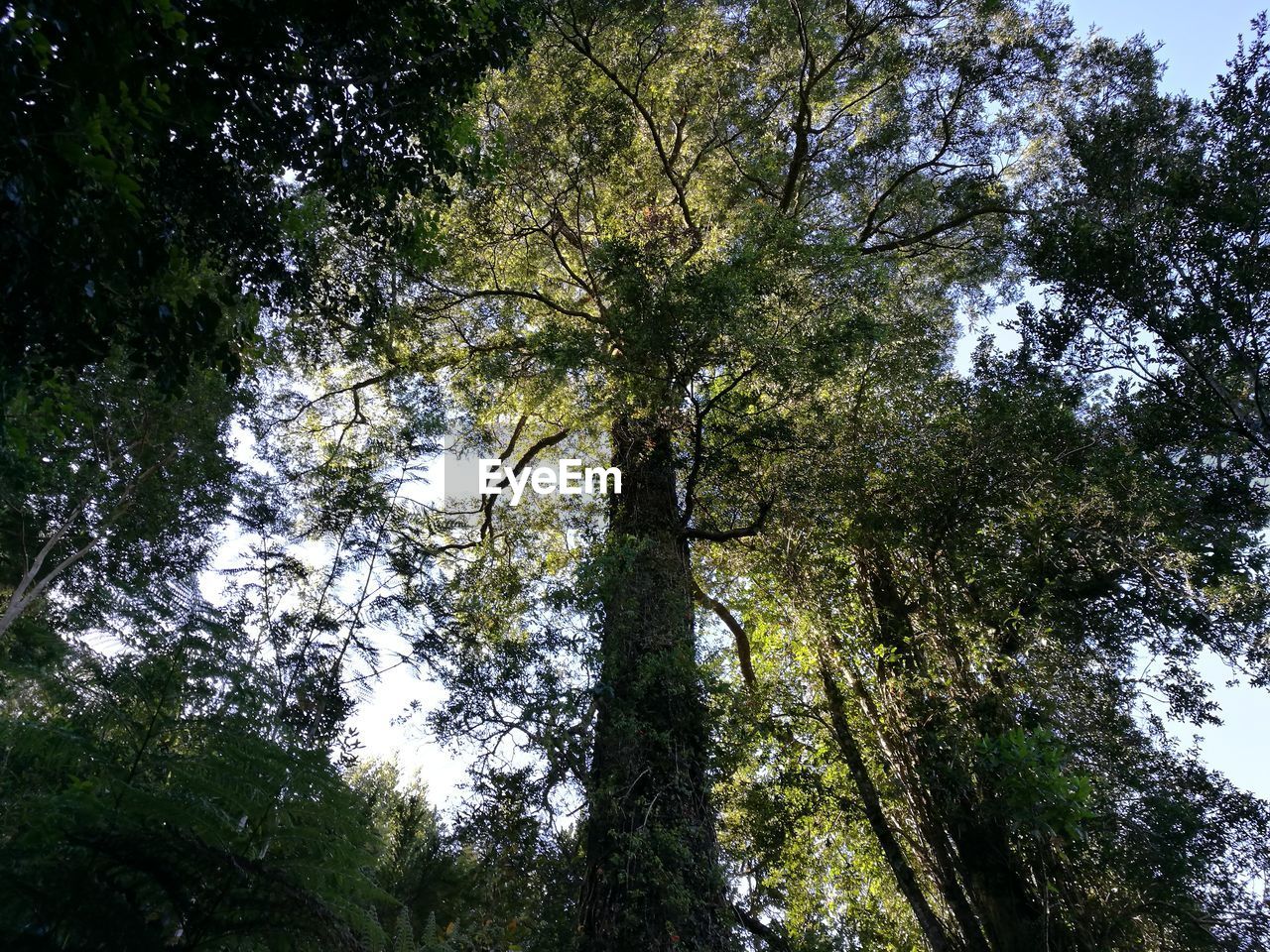 LOW ANGLE VIEW OF TREES