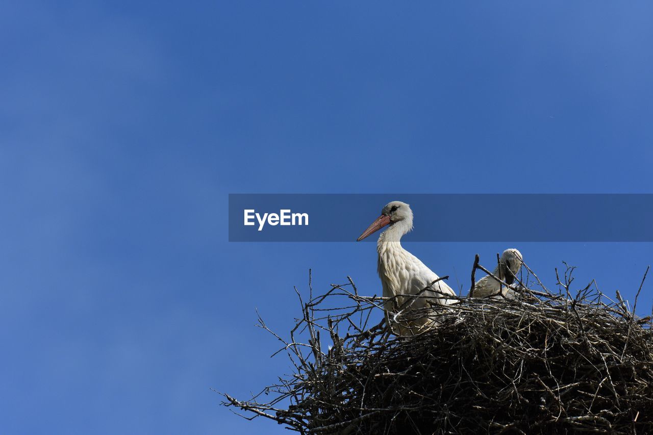 Low angle view of storks in nest against blue sky