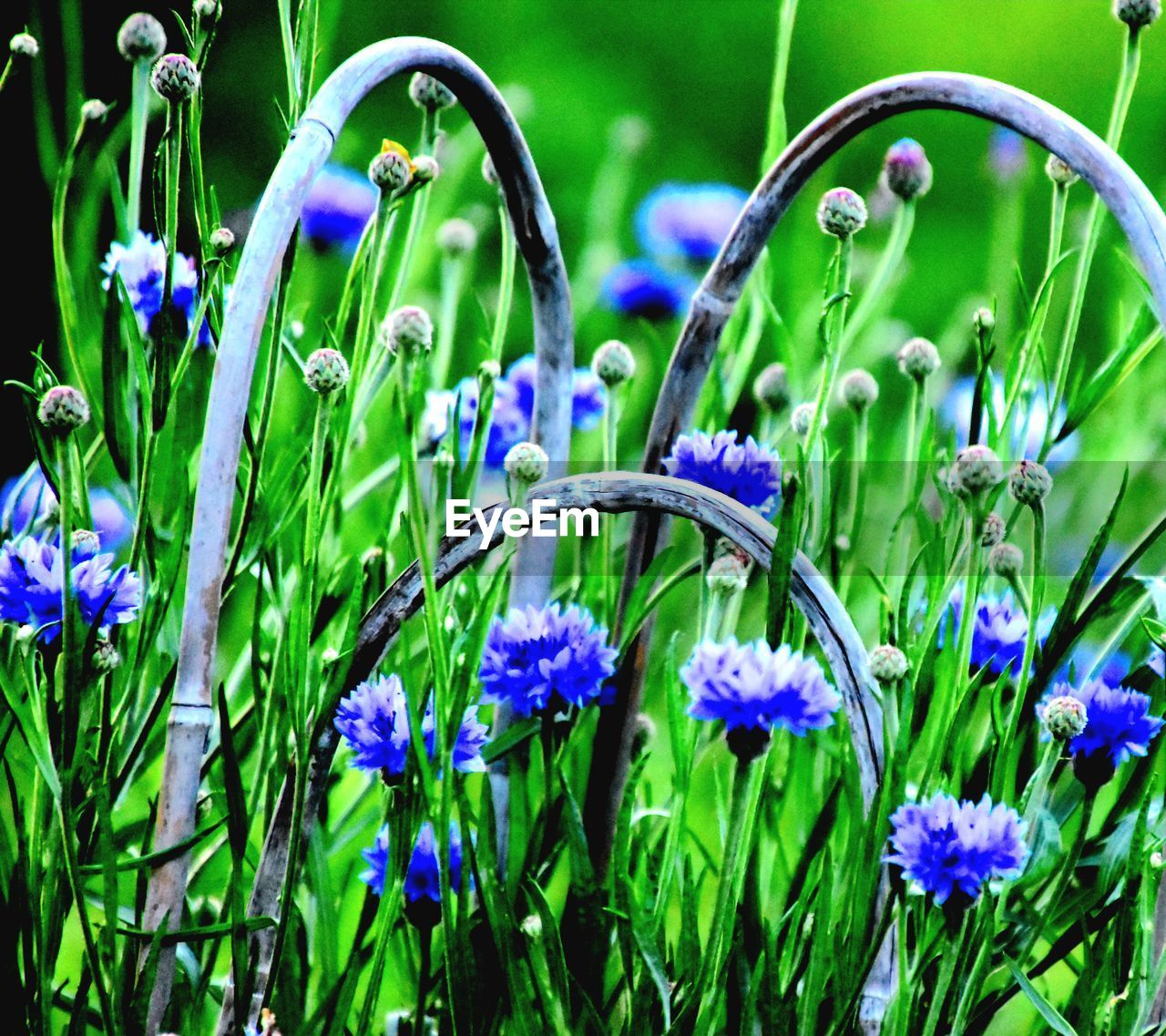 plant, flower, flowering plant, beauty in nature, freshness, purple, nature, growth, grass, meadow, green, fragility, close-up, no people, day, blue, outdoors, petal, plant part, herb, springtime, leaf, botany, inflorescence, iris, flower head, field, focus on foreground, water