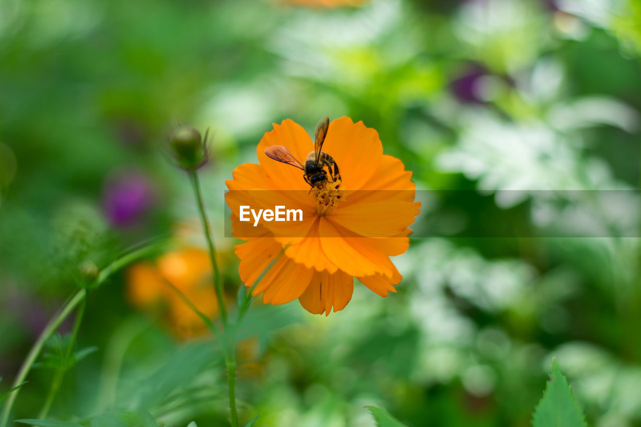 CLOSE-UP OF HONEY BEE ON FLOWER