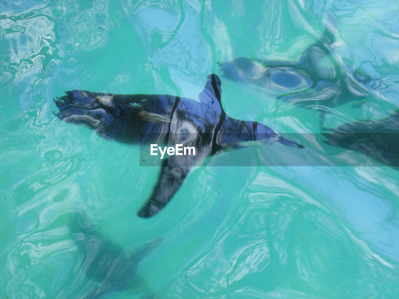 High angle view of penguins swimming in water