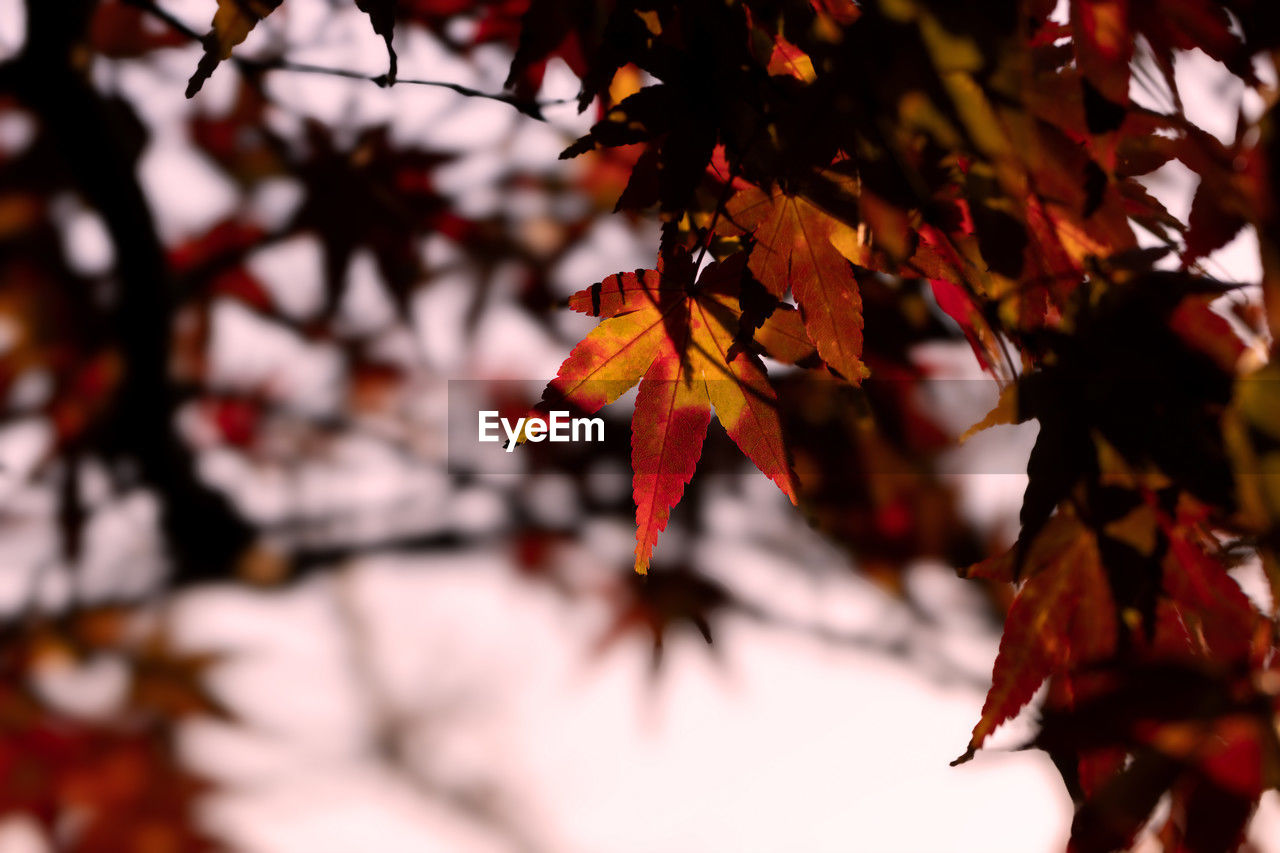 low angle view of red leaves