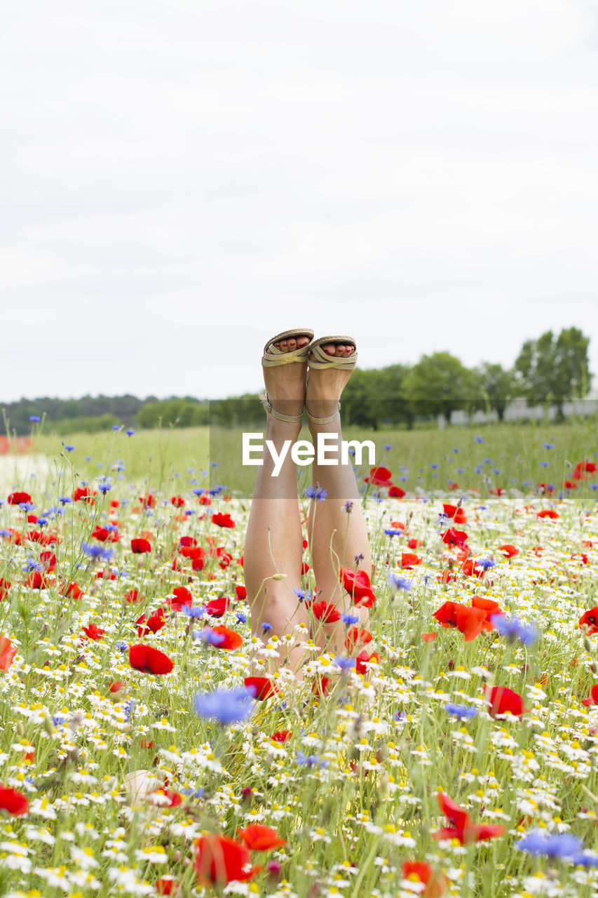 Female legs stick out from the field of multicolored flowers, explosion of color