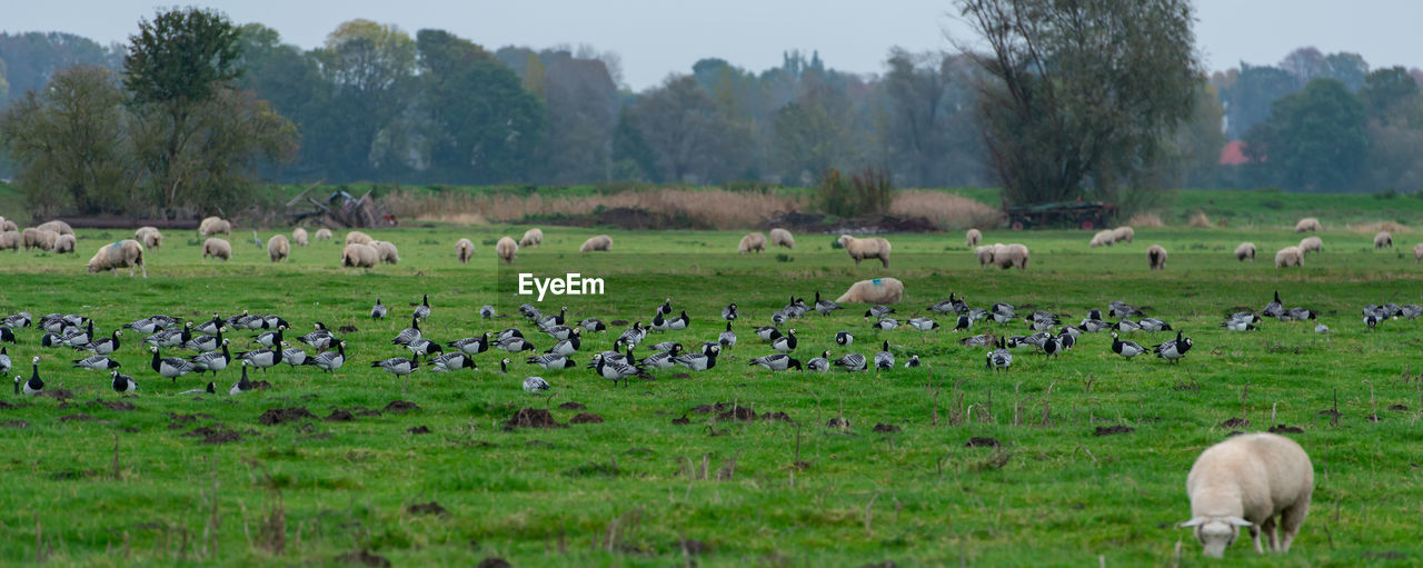 Barnacle goose grazing while grazing before hike south