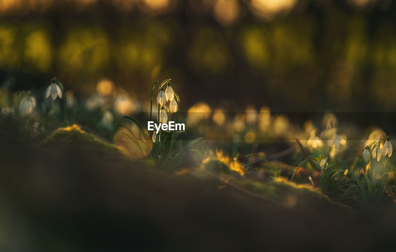 Snowdrop flower during goldenhour